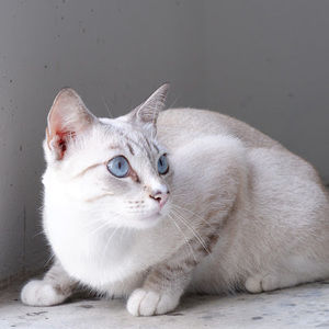 Meet your Posher, Aaliyah_